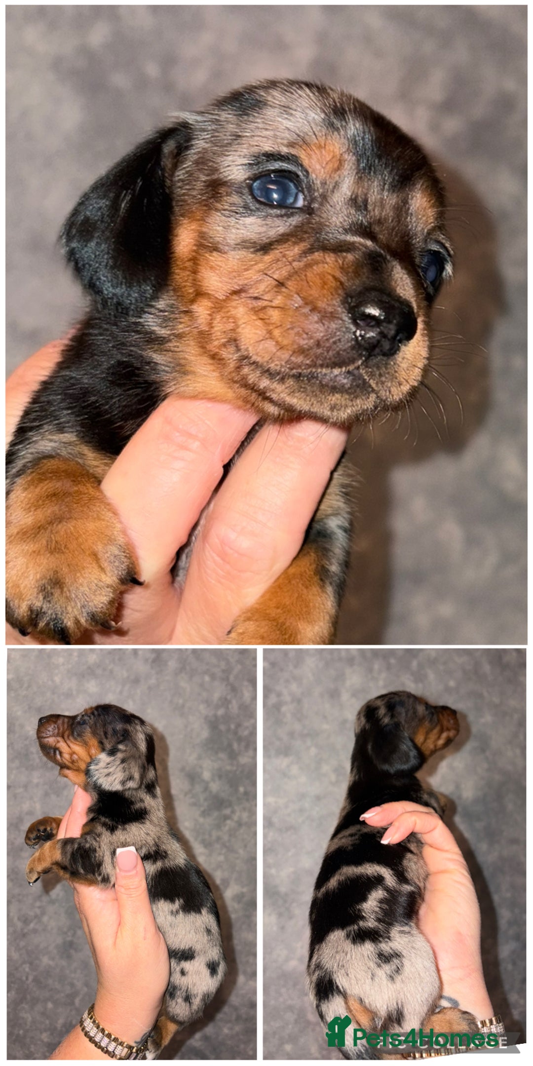 Dachshund dogs for sale: Miniature dachshund pups - Advert 2
