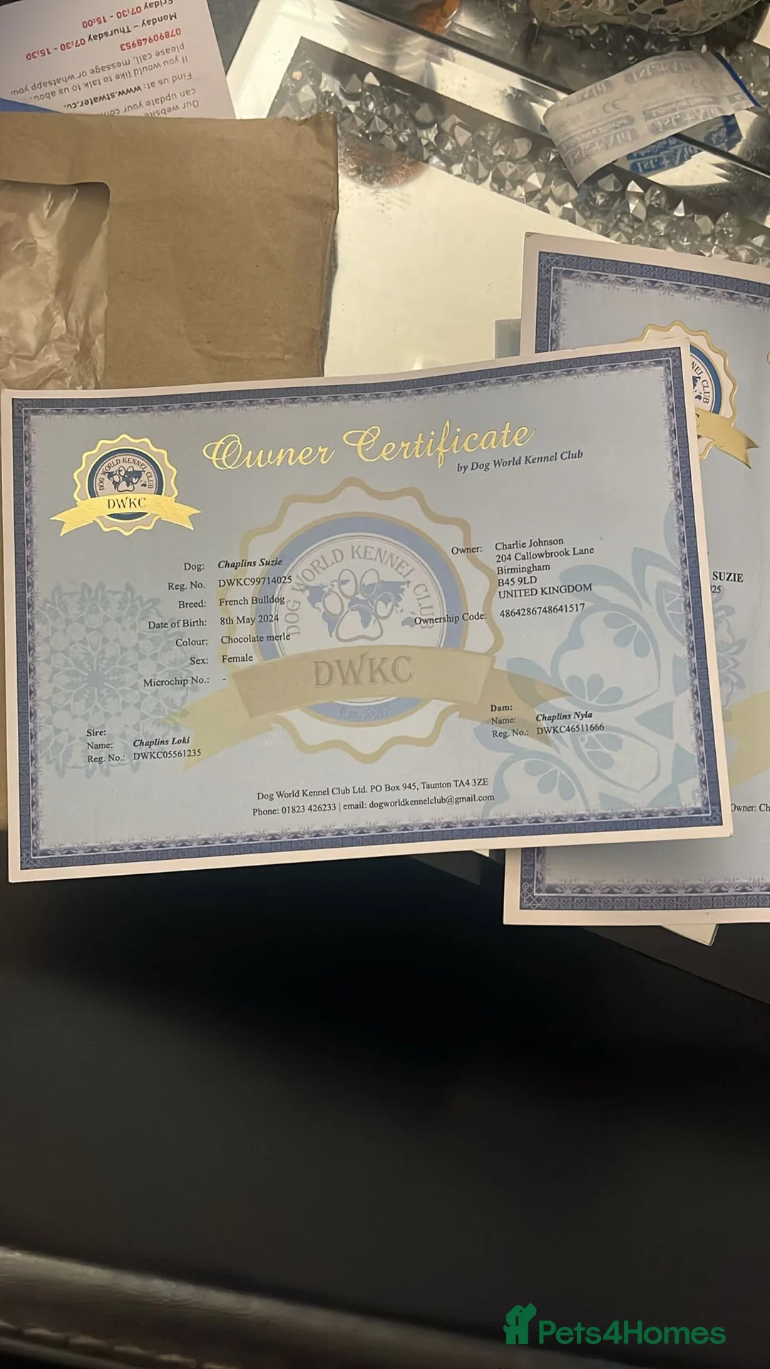 French Bulldog dogs for sale: Chocolate Merle French Bulldog PEDIGREE REGISTERED - Advert 7