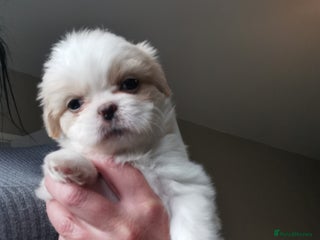 Shih Tzu dogs Adorable fluufy shihtzus - Advert 6