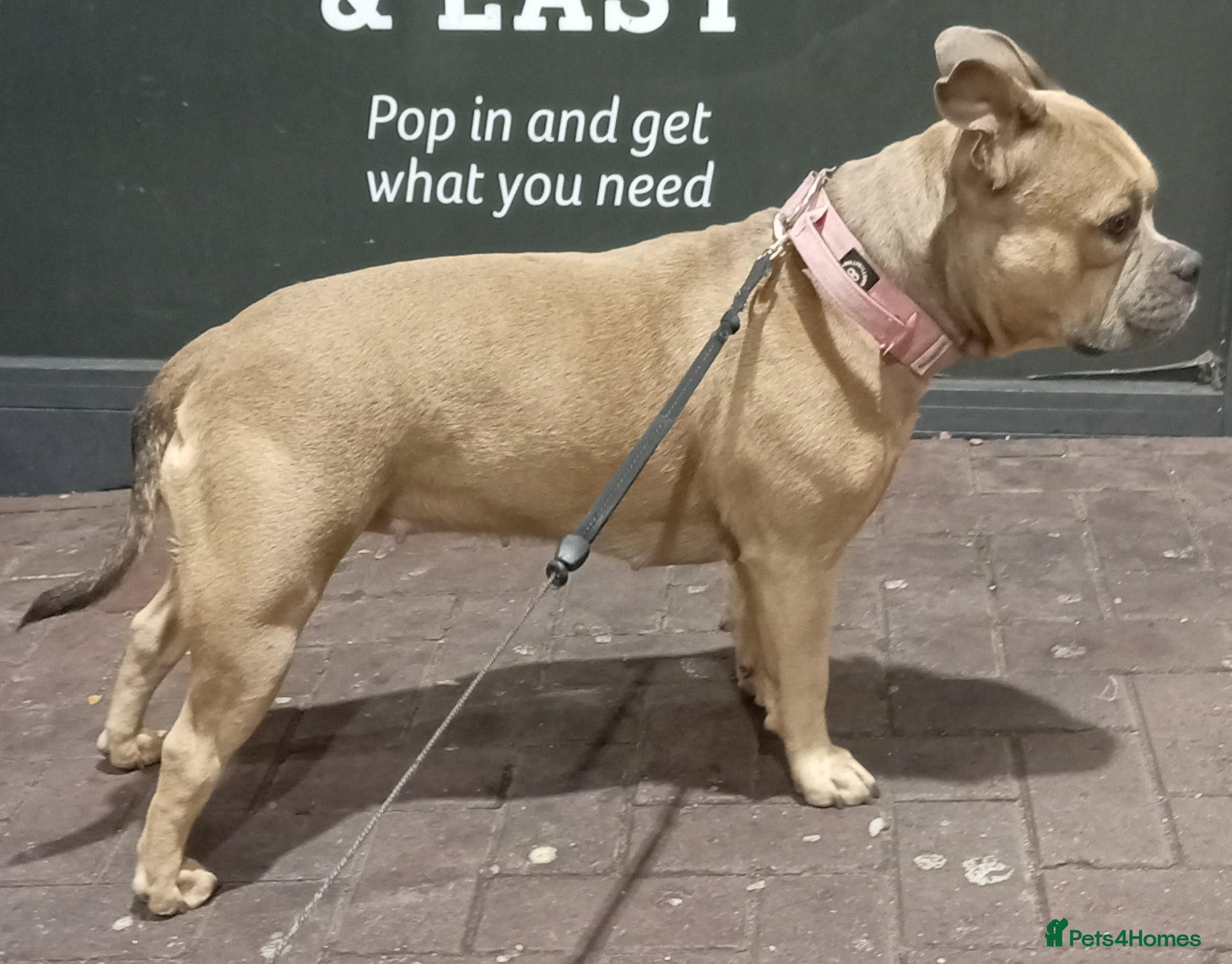 Mixed Breed dogs 3 year old female pocket - Advert 12