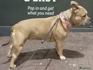 Mixed Breed dogs 3 year old female pocket - Advert 12