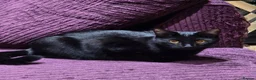 Mixed Breed cats for sale: Urgent, three lovely cats 🐈  - Advert 12