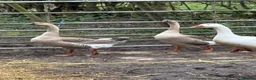 Geese poultry for sale: Chinese Geese Female Pair in Belper - Advert 1