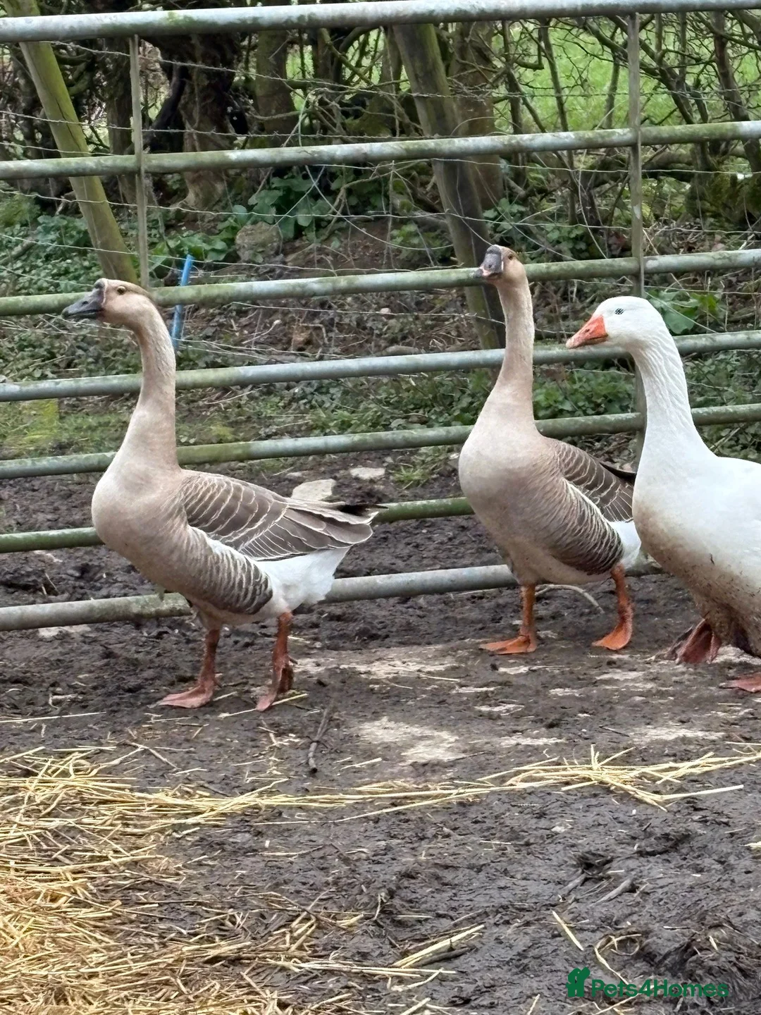 Geese poultry for sale: Chinese Geese Female Pair in Belper - Advert 1