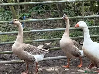 Geese poultry Chinese Geese Female Pair in Belper - Advert 1