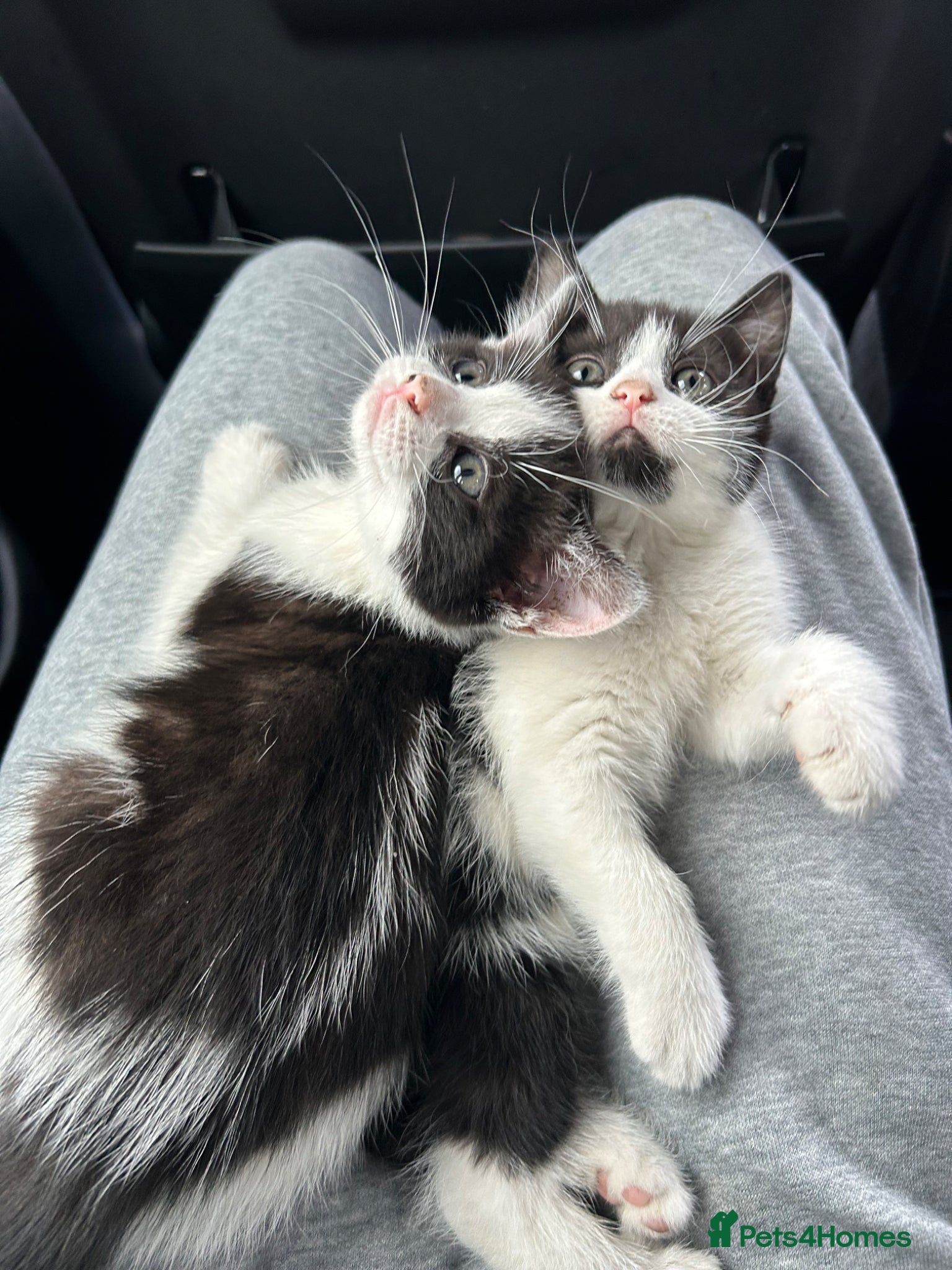 Domestic Shorthair cats 🐾Fluffy black and white kittens🐾 - Advert 5