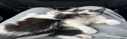 Domestic Shorthair cats for sale: 🐾Fluffy black and white kittens🐾 - Advert 1