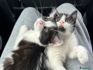 Domestic Shorthair cats 🐾Fluffy black and white kittens🐾 - Advert 5