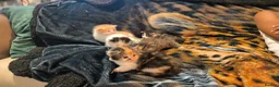 Mixed Breed cats for sale: Beautiful kittens ready to go to new homes in July - Advert 1
