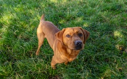 Labrador Retriever dogs for stud: Fox Red Labrador- For Stud in Uttoxeter - Image 6
