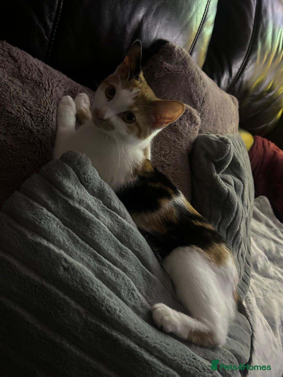 British Shorthair cats for sale: 6 month old gorgeous calico female for sale  - Advert 2