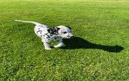 Dalmatian dogs for sale: 1 Boy Available-KC-ready for homes 20/09 - Image 2