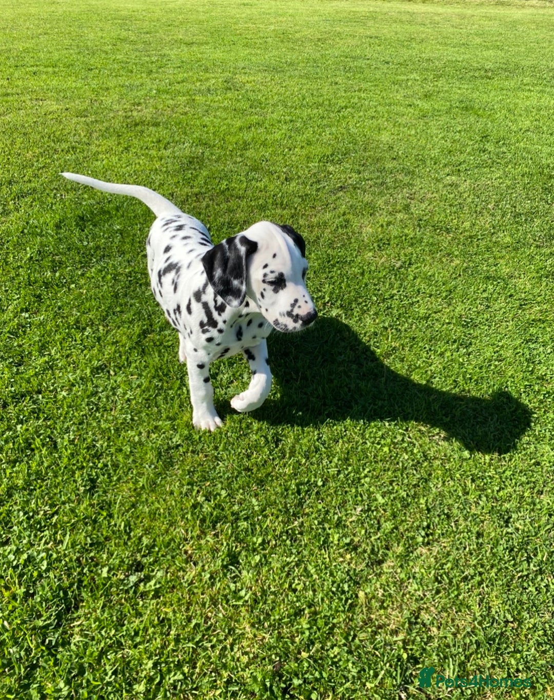 Dalmatian dogs for sale: 1 Boy Available-KC-ready for homes 20/09 - Image 2
