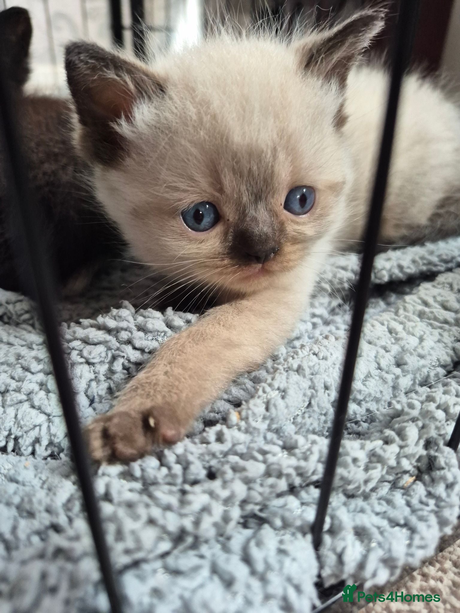 Ragdoll cats seal point & chocolate Ragdoll X Persian kittens - Advert 4