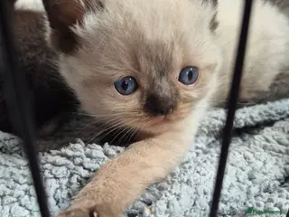 Ragdoll cats seal point & chocolate Ragdoll X Persian kittens - Advert 1