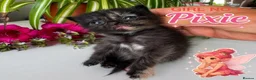 Mixed Breed cats for sale: Fluffy Long Haired Kittens - Ready 15 August in Plymouth - Advert 3