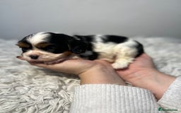 Cavalier King Charles Spaniel dogs for sale: Cavalier puppies  - Advert 13