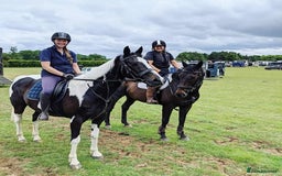 Irish Sports horses for sale: Irish Sports Horse All-Rounder Golden Oldie - Image 5