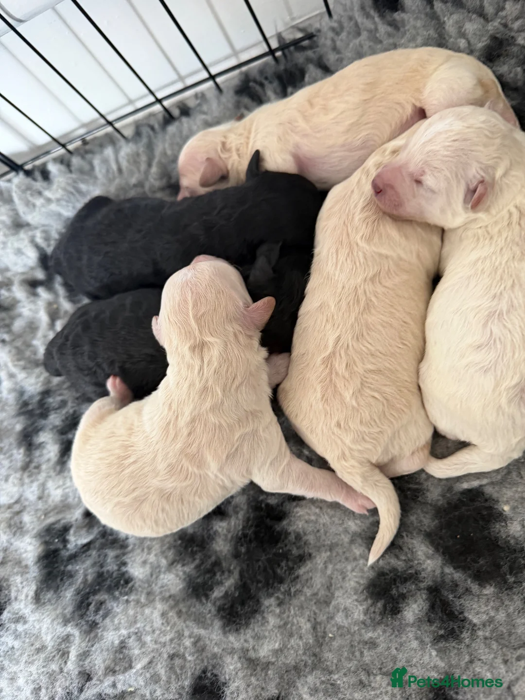 Poochon dogs for sale: Outstanding F1 health tested puppies - Advert 2