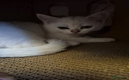 British Shorthair cats for sale: Ready now British silver shorthair Gccf registered - Image 6