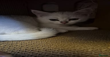 British Shorthair cats - Advert 4