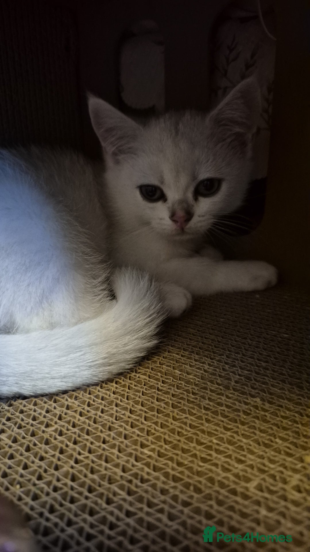 British Shorthair cats for sale: Ready now British silver shorthair Gccf registered - Image 6