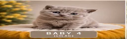 British Shorthair cats for sale: 6 gorgeous bsh girls for sale 💗 - Advert 8
