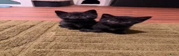 Domestic Shorthair cats for sale: 🐾 Gorgeous Black Shorthair Boy Kittens 🐾 - Advert 5