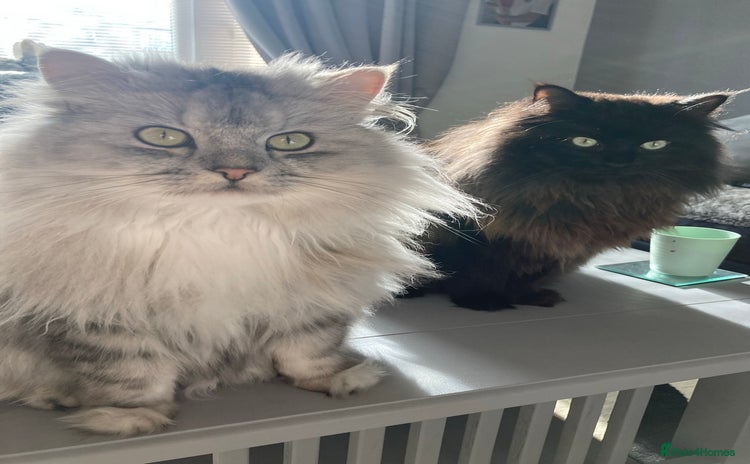 Persian cats - Advert 12
