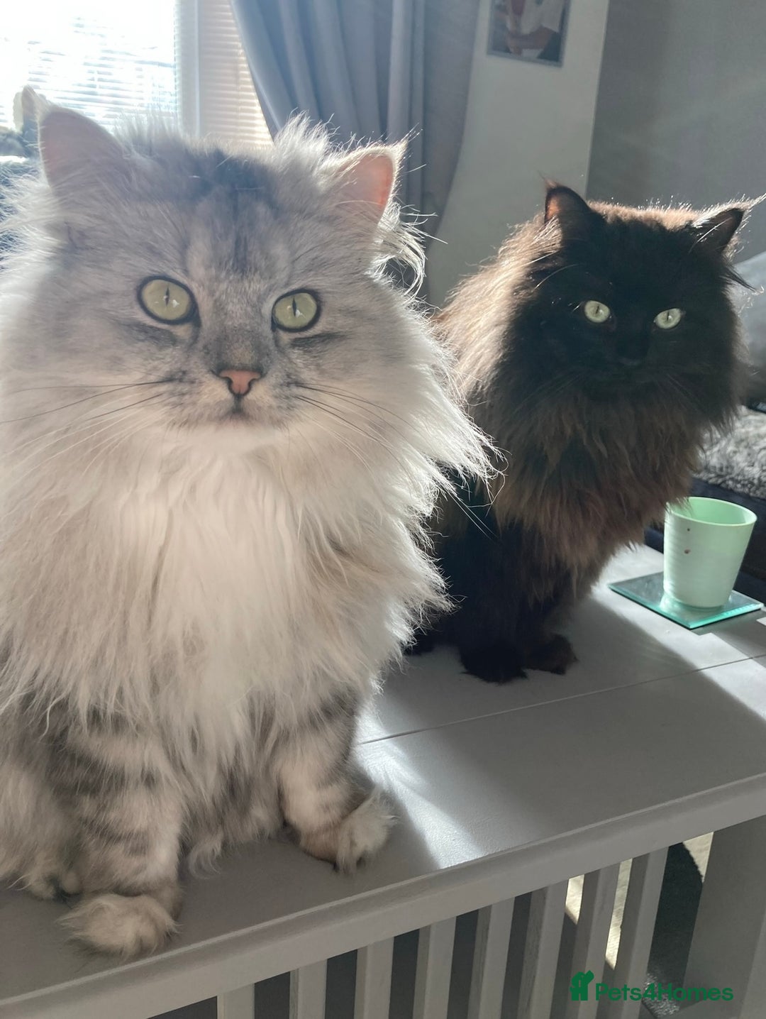 Persian cats for sale: Persian chinchilla and ragdoll X for sale - Image 1