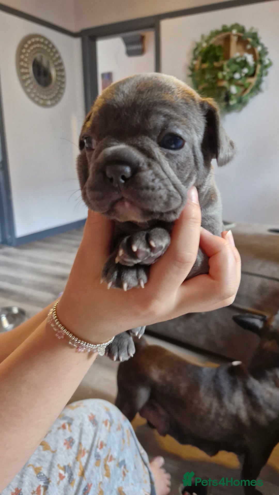 French Bulldog dogs for sale: 2 beautiful litters of French bulldog puppies - Image 21