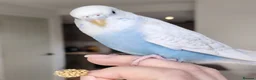 Budgerigars birds for sale: Pair of Budgies with Cage, food, vits etc. in Colchester - Advert 4