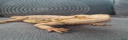Bearded Dragon reptiles for sale: Male Bearded Dragon and Vivarium  in Hitchin - Advert 6
