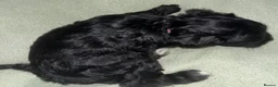 Schnoodle dogs for sale: Schnoodle pups for sale. Ready 11th October.  - Advert 34