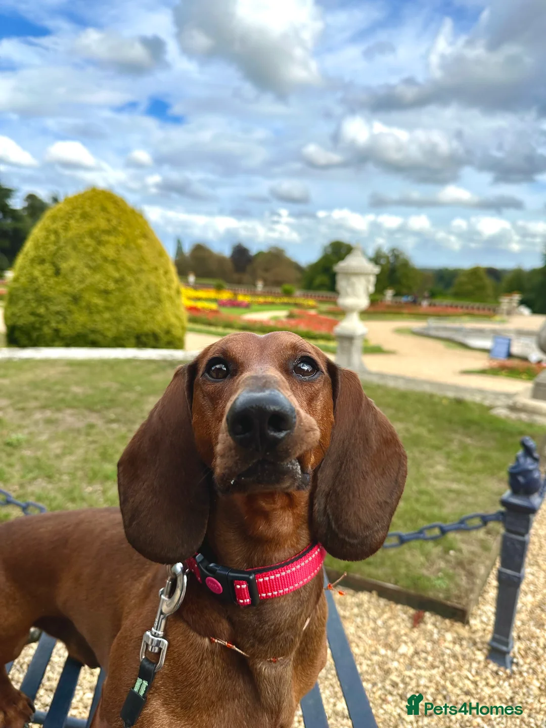 Dachshund dogs for stud: KC Standard smooth red hair dachshund  stud in Banbury - Advert 27