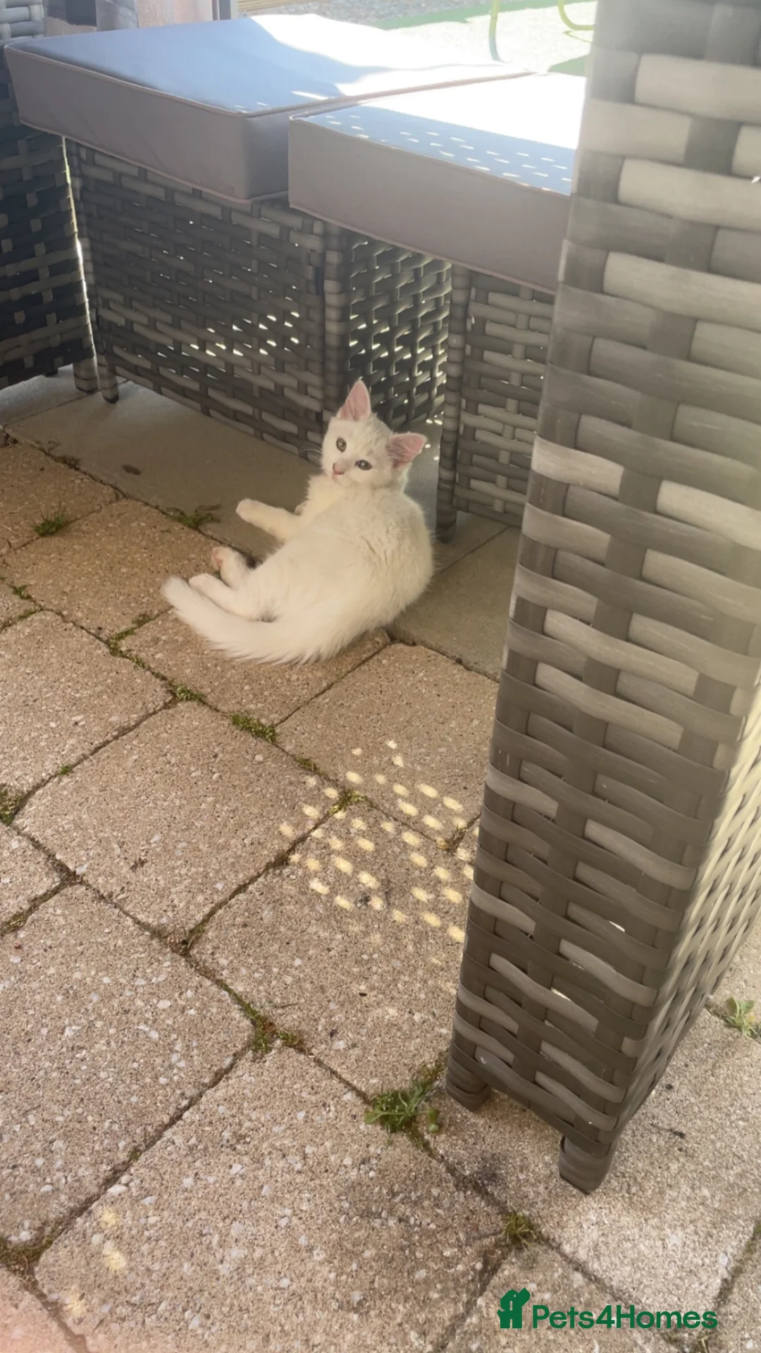 Mixed Breed cats for sale: White female🩷 STILL AVAILABLE - Advert 3