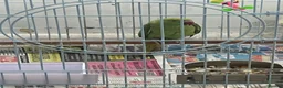 Parrots birds for sale: Indian ring neck  in Birmingham - Advert 5