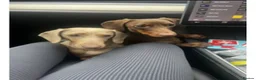 Miniature Dachshund dogs for sale: Chocolate tan Dachshund lady - Advert 2
