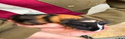 Guinea Pig rodents for sale: 9 week old Male guinea pig  - Advert 3