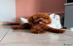 Toy Poodle dogs for sale: Purebred Toy Poodles Puppies Loving Homes! - Image 21