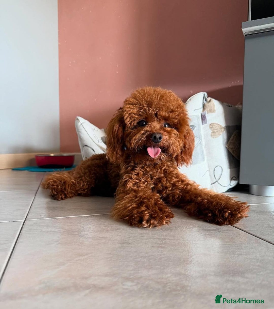 Toy Poodle dogs for sale: Purebred Toy Poodles Puppies Loving Homes! - Image 21