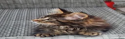 Maine Coon cats for sale: Maine Coons Ready Now!! 4 male 1 female  - Advert 20