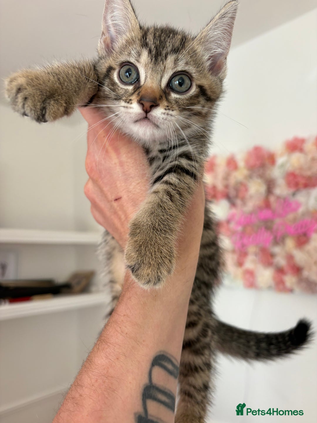 Bengal cats for sale: 1 boy left  - Image 2