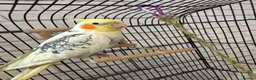 Cockatiels birds for sale: cockatiel For sale in Manchester - Advert 1
