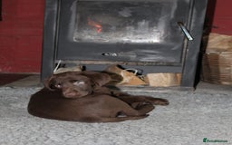 Labrador Retriever dogs for sale: Labrador Pupsfor Sale – Yellow, Chocolate, Black  - Image 15