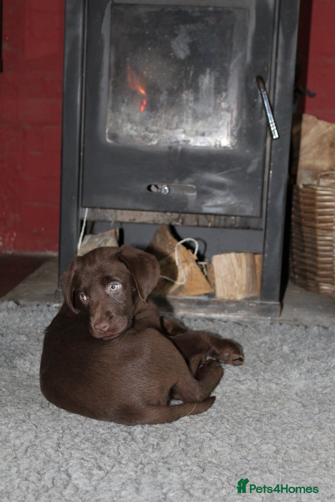 Labrador Retriever dogs for sale: Labrador Pupsfor Sale – Yellow, Chocolate, Black  - Image 15