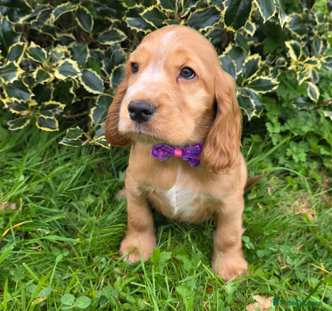 Cocker Spaniel dogs for sale: KC Registered Show Type Cocker Spaniels  - Image 5