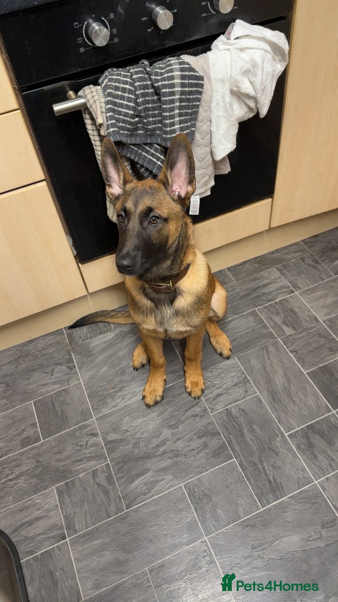 Belgian Shepherd Dog dogs for sale: 5 month old Belgium malinois puppy - Advert 6