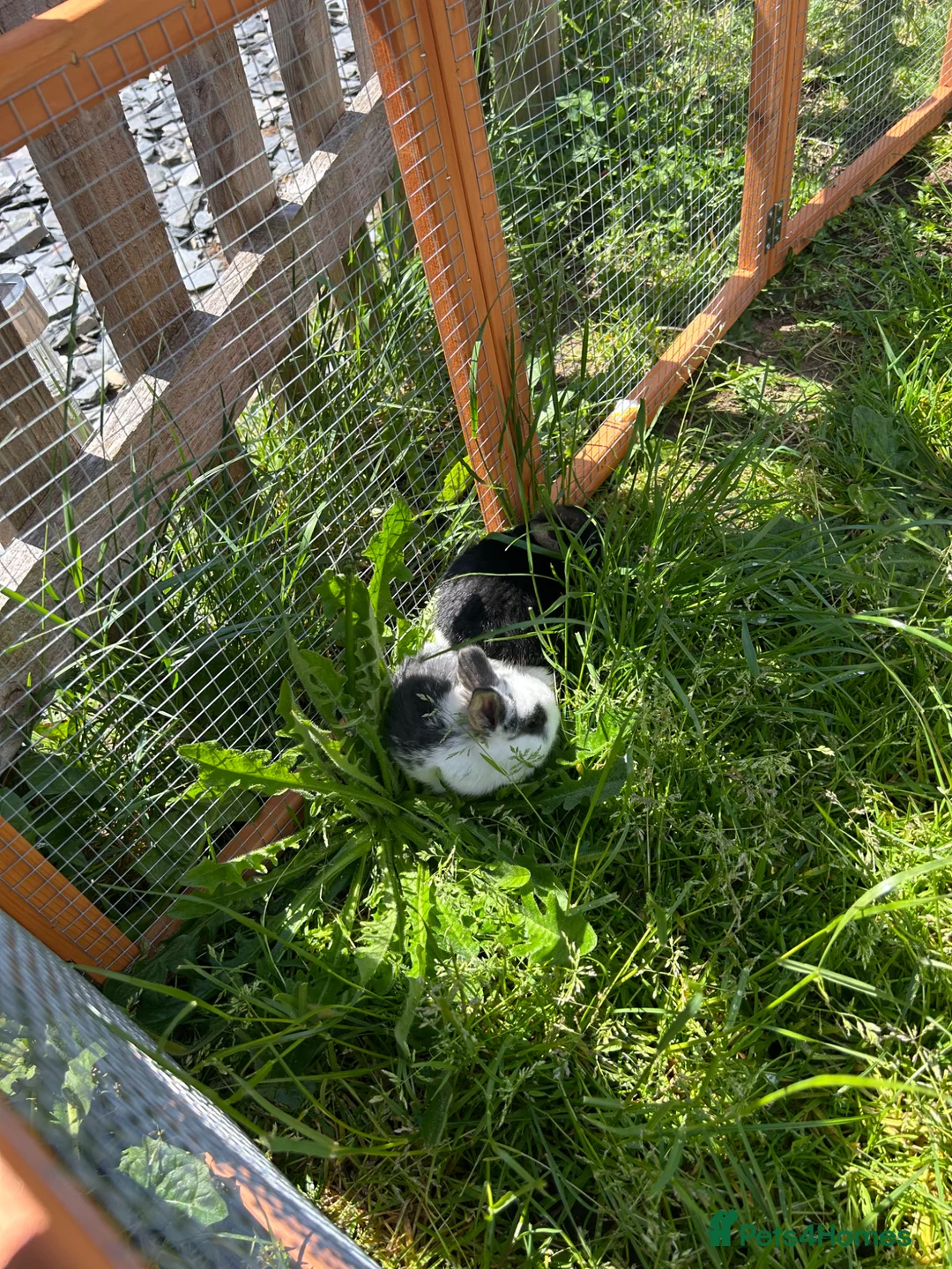 Mixed Breed rabbits for sale: bunnies  - Advert 2