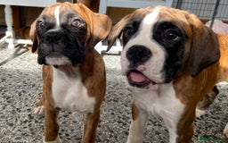 Boxer dogs for sale: Beautiful Boxer puppies - Image 3